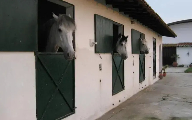 São Silvestre, Horse Farm