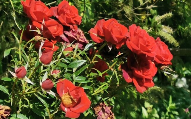 The Cabin at Ashleigh House