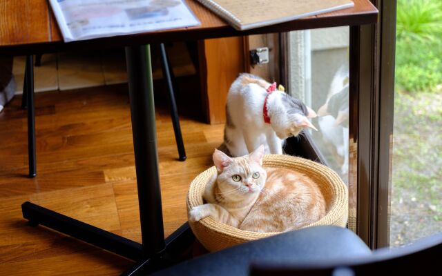 Yufuin Waraneko no Yado