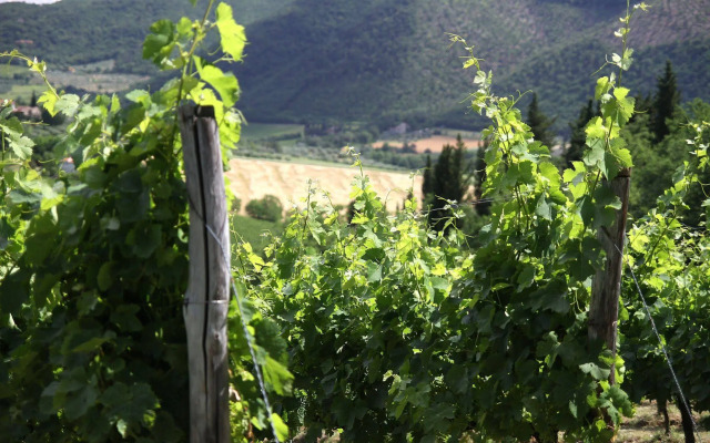 Podere Vignola