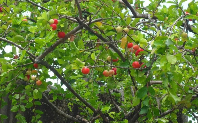 Pousada Dos Cajueiros