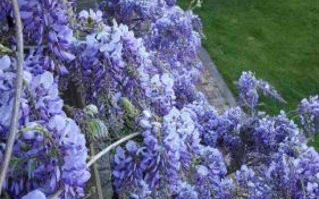Wisteria Lodge Bed and Breakfast