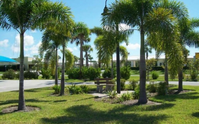 Whispering Palms