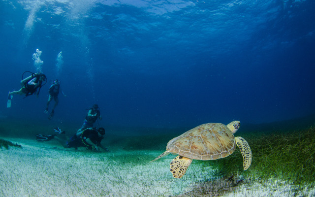 Akumal Natura Glamping