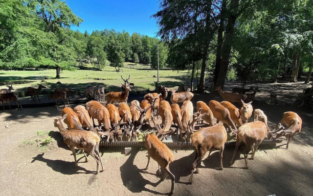 Hotel Cumbres de Pucón