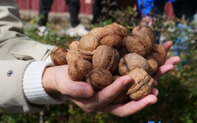 Walnut Tree Soup Spring Homestay