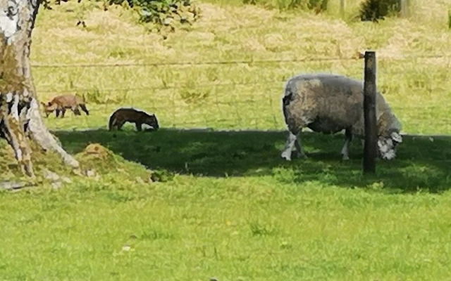 Parc-yr-Hebog