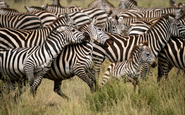 Serengeti Sojourn Mobile Camp