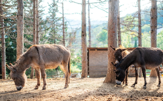La Valle Dei Caprioli Village Bungalow Park - Freelandia Azienda Agricola