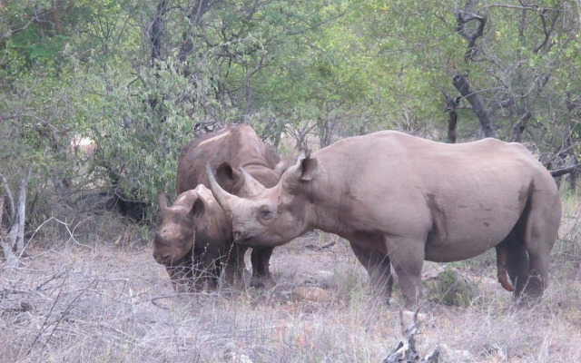 Sausage Tree Safari Camp