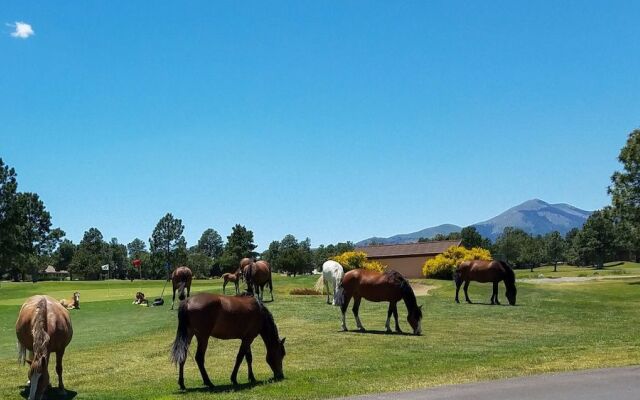 Whispering Blue Spruce
