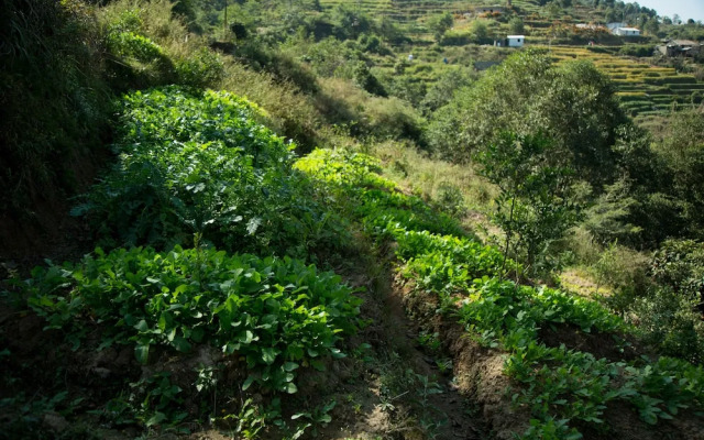 The Lapsi Tree