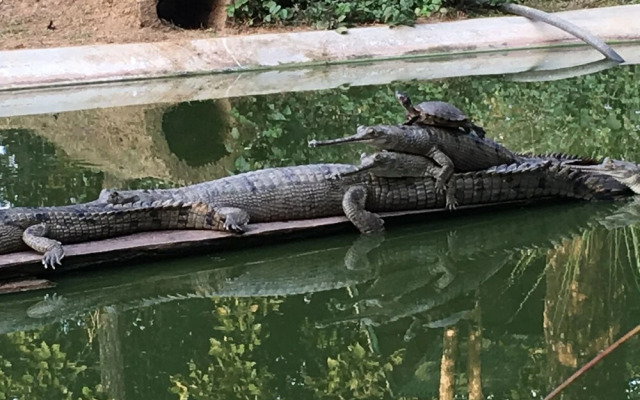 Sauraha Holiday Home