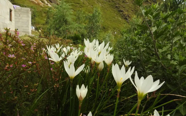 Vedic Vibes Nature Resort, Chamba (HP)