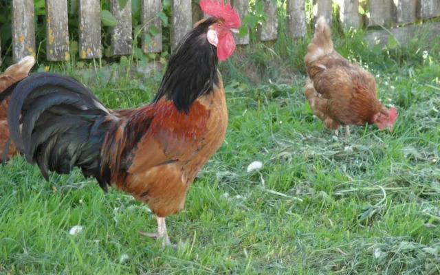 Brandebengut