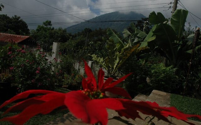 Los Cactus
