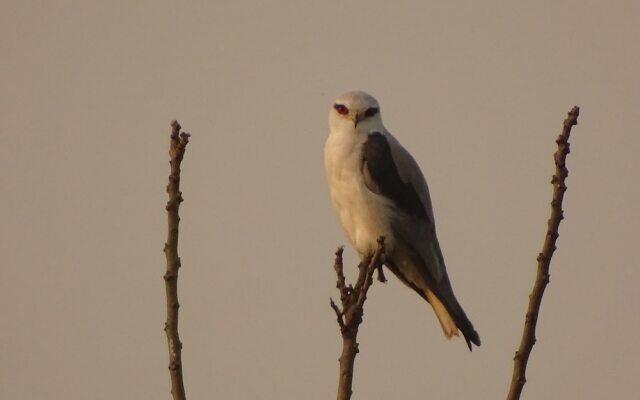 Kasara Resort - Chitwan National Park