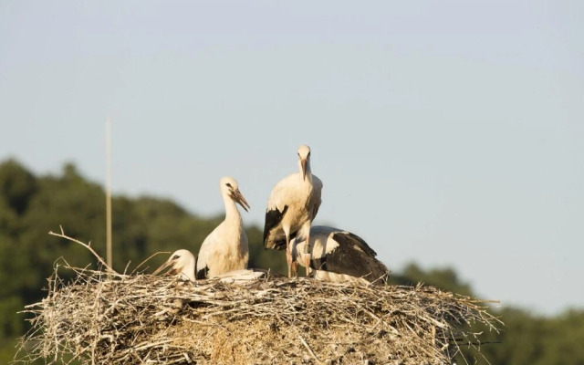 Gasthaus Schwarzer Adler