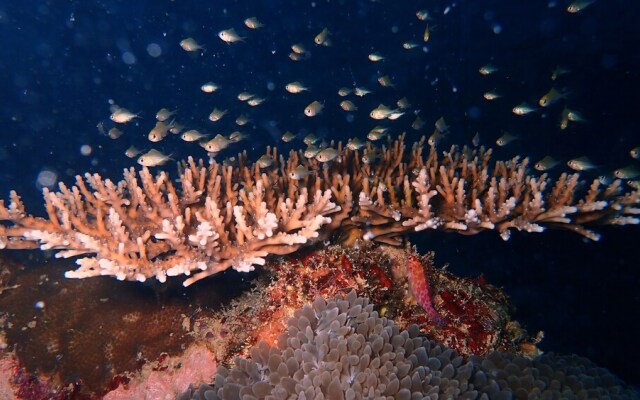 Sea Star Diving