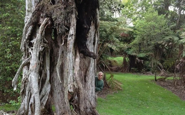Volcano Big Tree Sanctuary