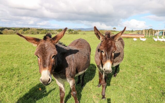 Saddlers Cottage, Berllandeg Farm