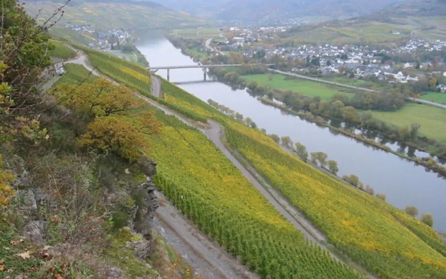 Muhlenhof - Muller Thurgau