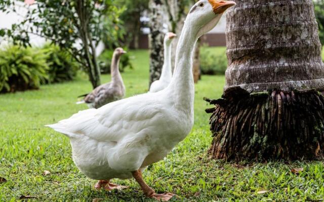 Hotel Steinhausen Colonial