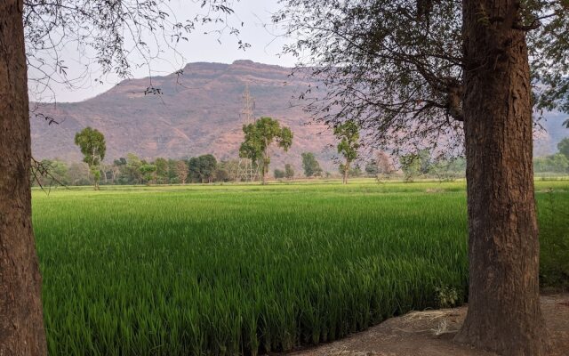 Mango Tree Farm