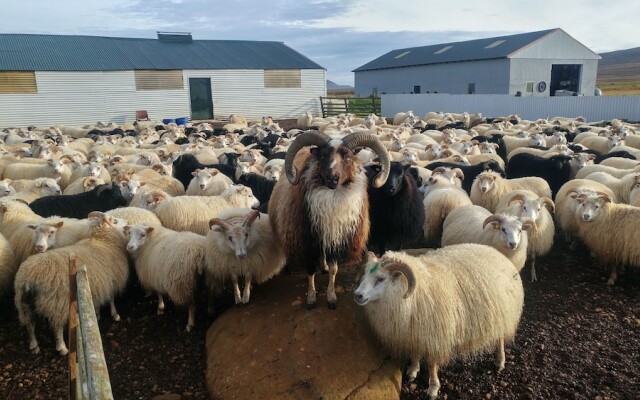 Ytra Lón Farm Lodge