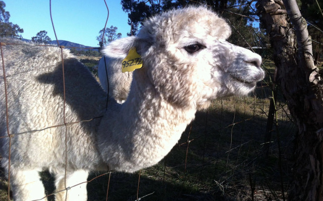 Starline Alpacas Farmstay Resort