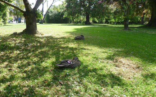 162 Kings of Riccarton Motel