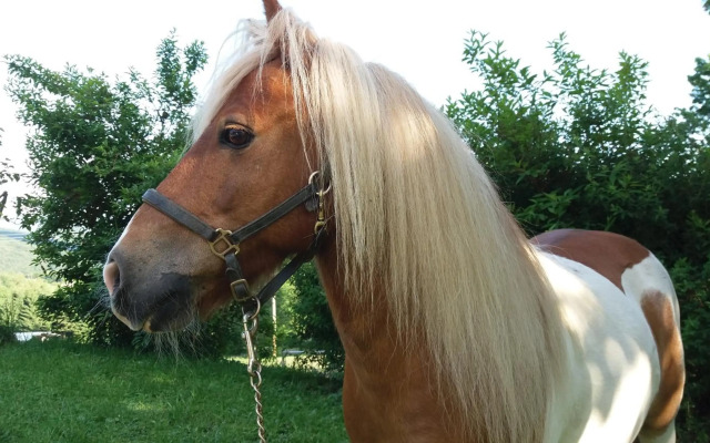 Ferienwohnung auf dem Erlebnisreiterhof Kreipl
