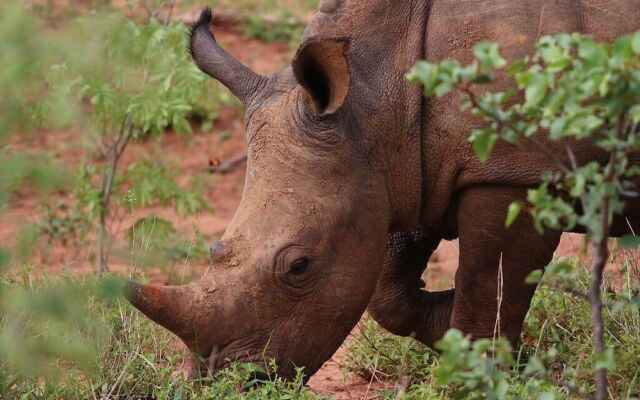 Sindabezi Island Camp