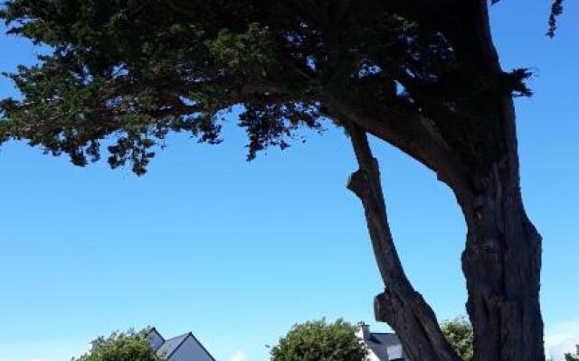 Auprès de mon arbre