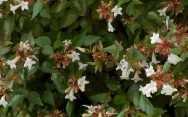 Residence Borgo Alto