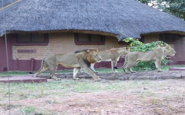 Mushroom Lodge