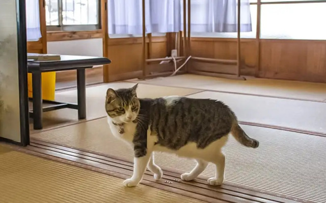 Guest Cafe Kuchikumano