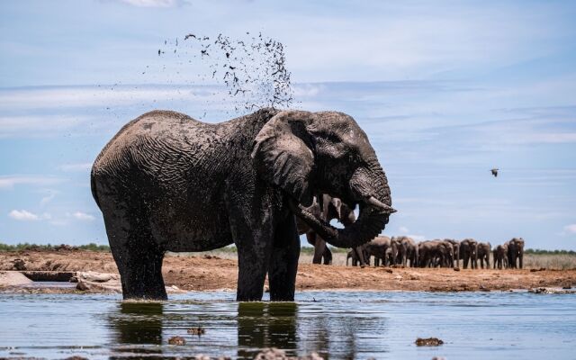 Etosha King Nehale