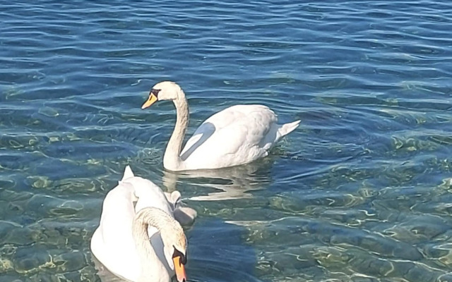 APARTMENT ANA v-Peshtani