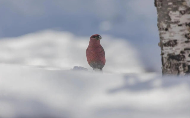VESI - The White Blue Wilderness Lodge