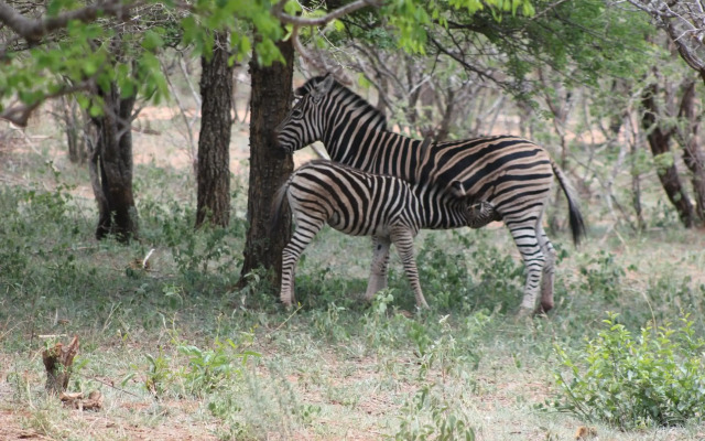 Wild Dog Guest Lodge