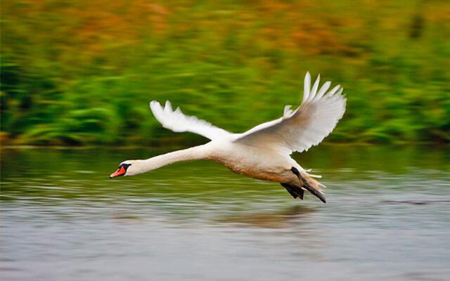Holiday Home by Lake Rosnowskie With Boat