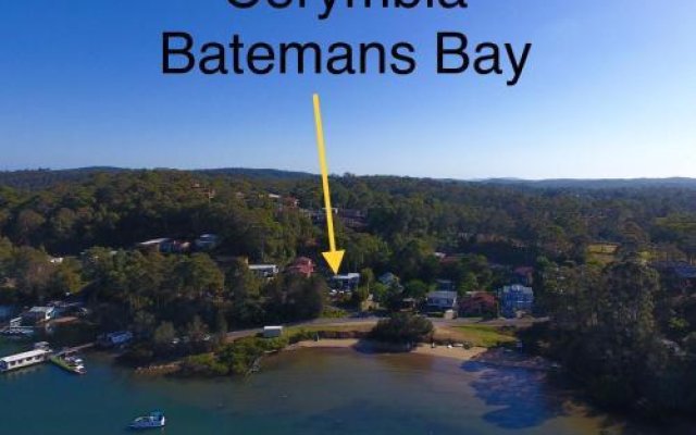 Corymbia Batemans Bay