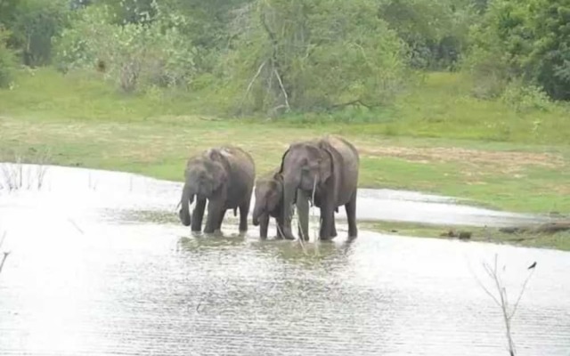 Wildlife Safari House