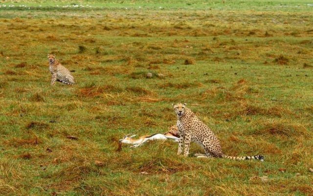 Kimana Amboseli Camp