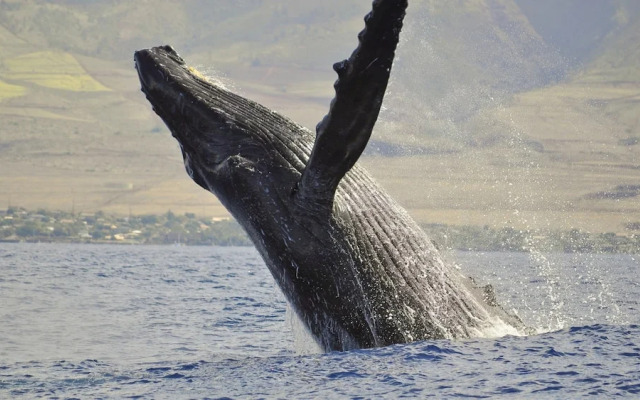 Maui Kamaole M106 in Kihei