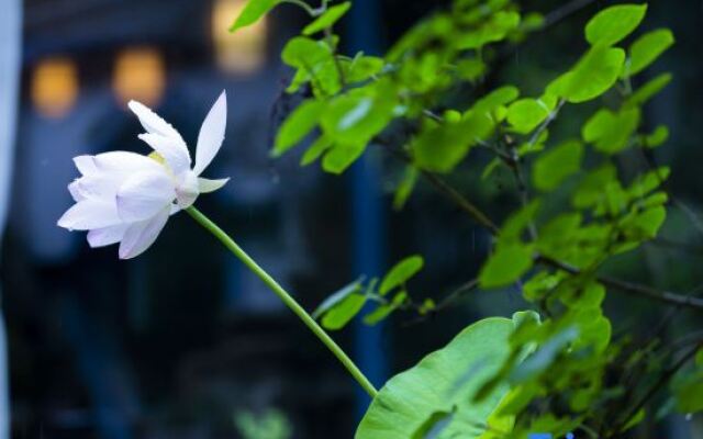 Wuxi Dayin Mountain Residence Garden Homestay