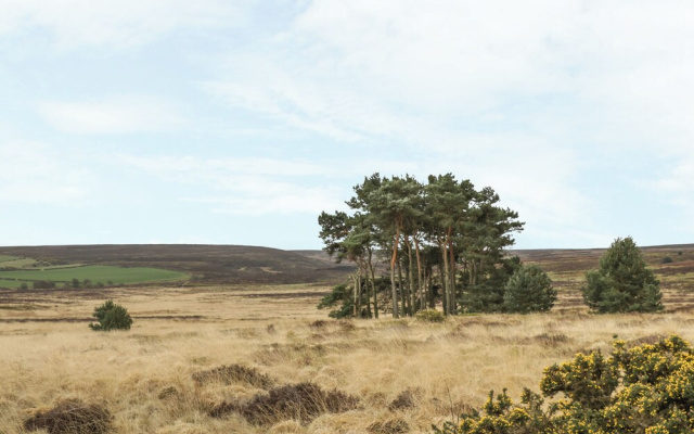 The Calf House