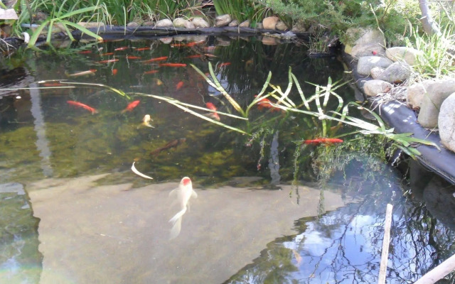 Settlement Motor Inn, Deniliquin