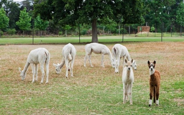 Ambers & Grace Guest Farm